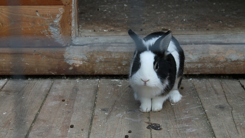 Чип в законе