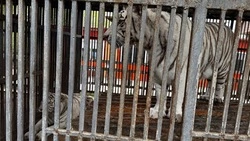 Обглодал лицо: тигр убил сотрудника зоопарка на Донбассе