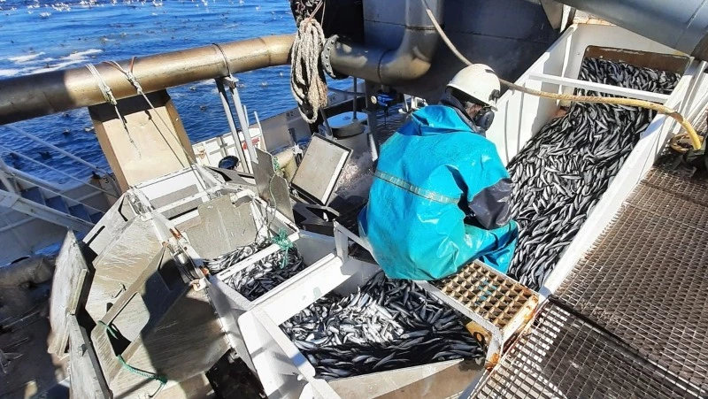 Сардина с интересом