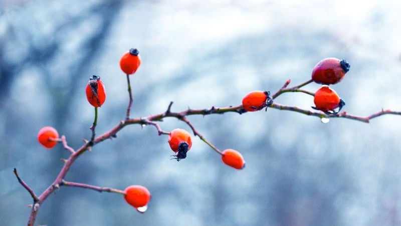 Церковный праздник: что нельзя делать 7 декабря, приметы