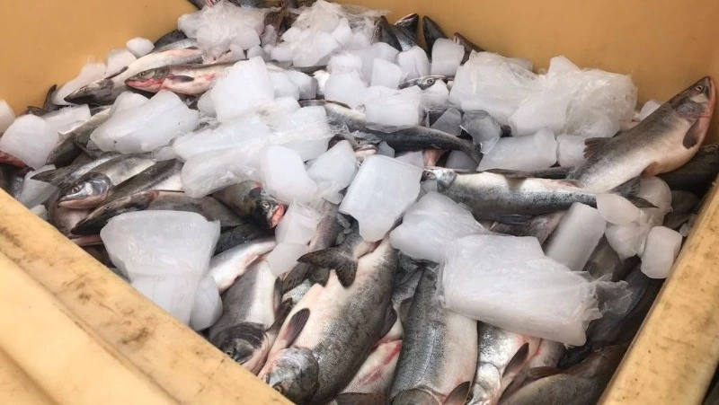 Сахалин и Приморье отправили на экспорт почти на 30% больше рыбопродукции 