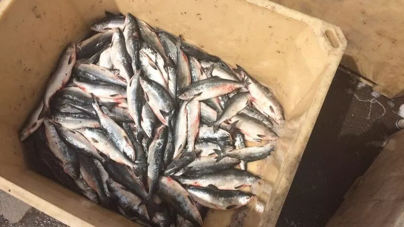 Сахалинцы воруют рыбу из неводов промышленников