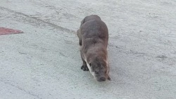 «Точно бегун»: крупную выдру заметили в Южно-Сахалинске