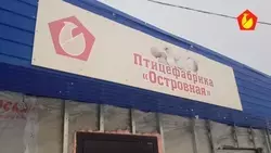 Сахалинская птицефабрика «Островная» ликвидирует долги по зарплате к 4 апреля