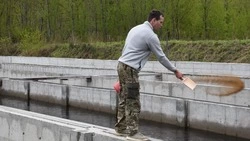 От икринки до взрослой рыбы: как на Сахалине воспроизводят лосося