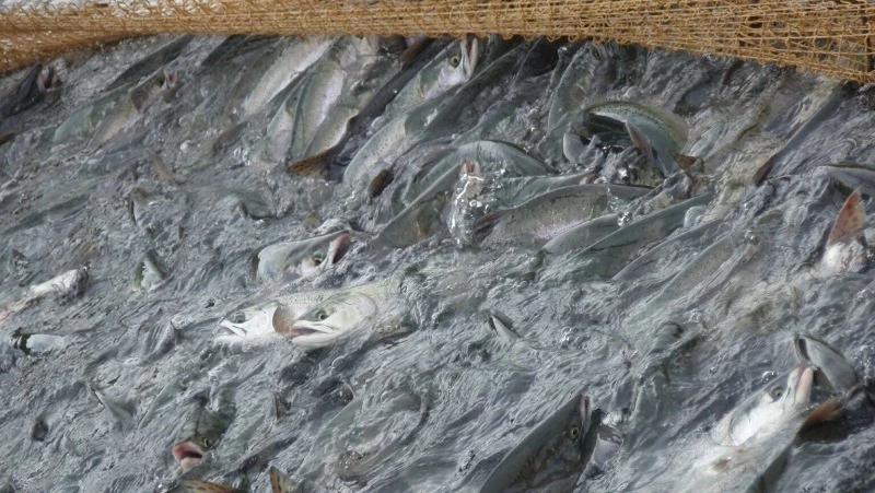 Ученые Дальнего Востока считают, что в этом году лосося может прийти больше