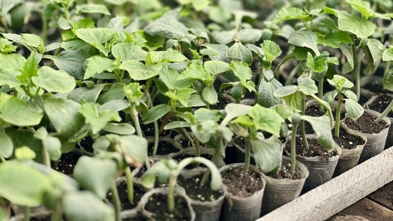 Малая посевная кампания стартовала в Сахалинской области 