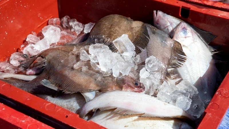Жителям Южно-Сахалинска продадут свежую навагу и камбалу по низкой цене