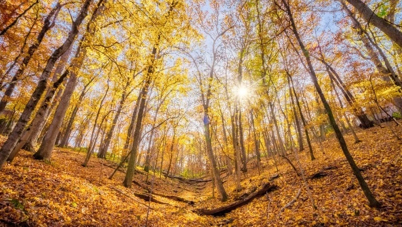 Солнце и до 10 градусов тепла ожидают Южно-Сахалинск 29 октября