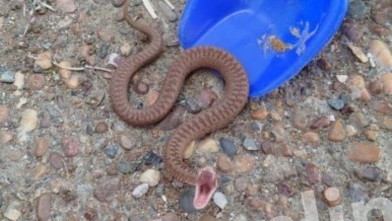 «Рука распухла до плеча»: гадюка укусила женщину на Сахалине