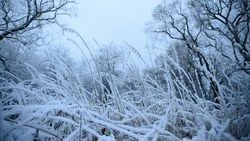 Сильный ветер и мороз до -28 градусов прогнозируют на Сахалине и Курилах 20 декабря