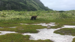 Молодой медведь поселился у популярной экотропы на Курилах