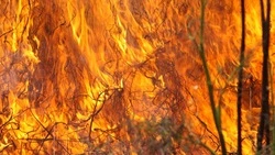 Два гектара сухой травы полыхали в Мицулевке