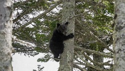 Орущий на дереве медвежонок привлек внимание фотографа на Сахалине