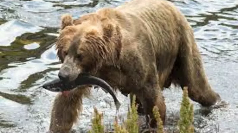 Сахалинцы «убили» медведя своей добротой (ВИДЕО)