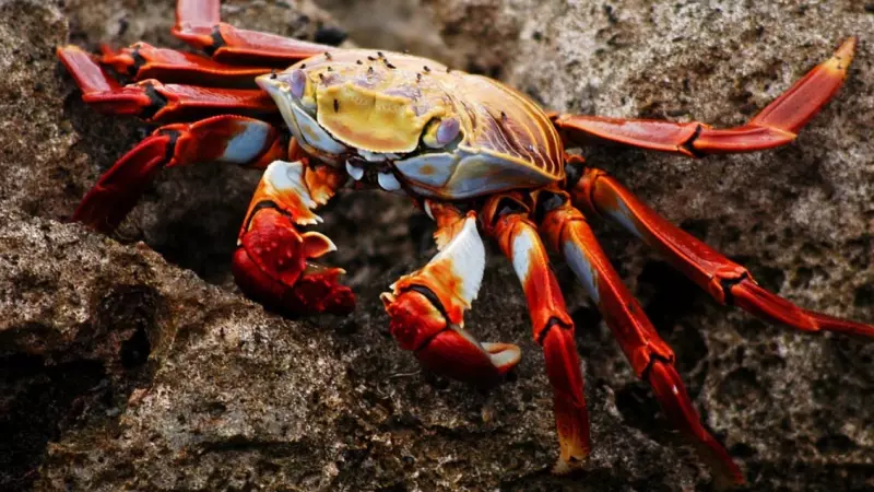 Омаров, осьминогов и крабов признали разумными существами. "Нельзя варить заживо"