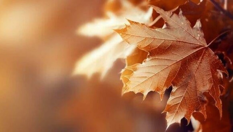 Прогноз погоды на Сахалине и Курилах 17 октября: дождь со снегом, туман, свежий ветер