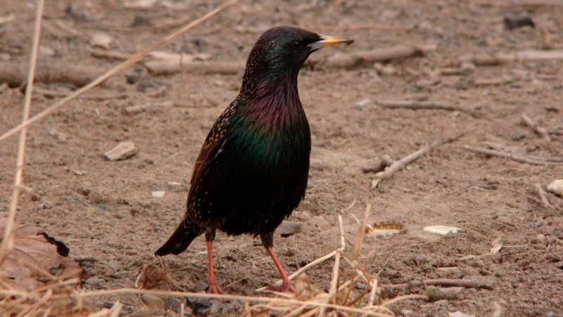 Обыкновенные скворцы вернулись на Кунашир спустя 8 лет