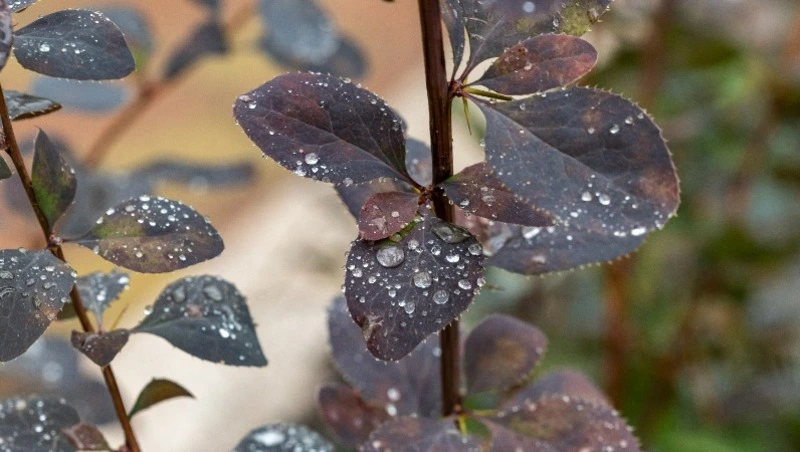 Синоптики спрогнозировали дожди в Сахалинской области 29 сентября