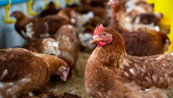 ФГБУ «ВНИИЗЖ» подтвердил вирус гриппа птиц в материалах с птицефабрики «Островная»