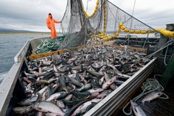 Из агентства в министерство: что изменится в рыбной отрасли Сахалина и Курил