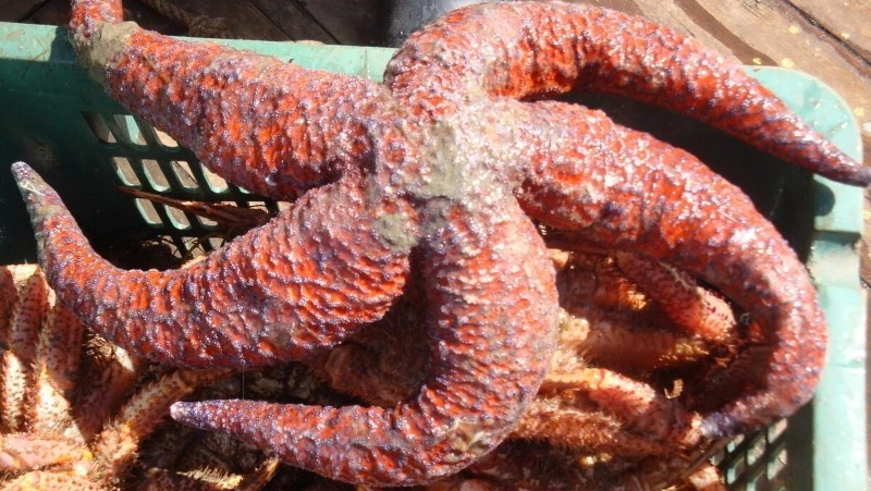 Морских звезд разрешили изымать из акватории Сахалинской области