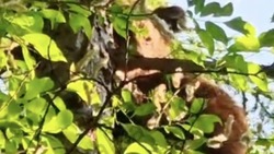 «Может, это белка?»: медвежонок спрятался на дереве от стаи собак в Поронайске