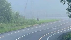 Специалисты «Горного воздуха» заметили медведя на «Юго-западном серпантине» 