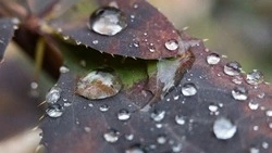 Ливень и до +20 градусов накроет Сахалин и Курилы 3 сентября