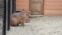 Капибара из зоопарка Южно-Сахалинска не оценила дождливую погоду