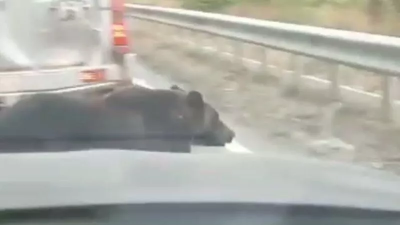 Торопился в «столовку». Медведь на Сахалине нагло перебежал оживленную дорогу