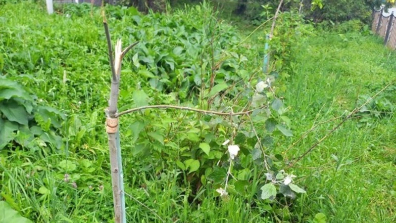 Дети выломали саженцы ясеня и серебристого тополя во дворе жилого дома в Корсакове