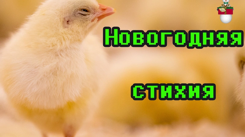 Новогодняя СТИХия: поздравления из курятника