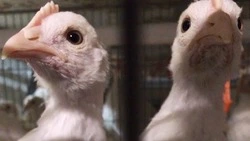 Птицефабрика «Островная» предлагает сахалинцам приобрести молодых несушек