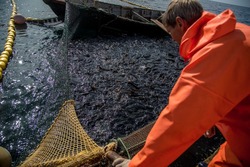 В три раза больше горбуши добыли рыбаки Сахалина в сравнении с 2021 годом