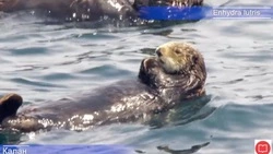 Фильм о морских выдрах сняли в заповеднике на Южных Курилах