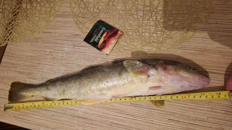 Рыбаки на Сахалине поймали навагу-гиганта