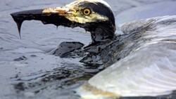 Сахалинцев научат спасать животных, попавших в нефтяную ловушку