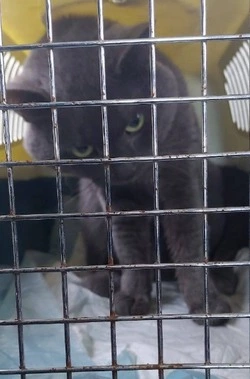 Врачи Южно-Сахалинска прооперируют выброшенного из окна домашнего кота