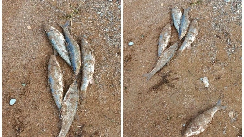 Гниет за ненадобностью: рыбаки оставляют рыбу на берегу Сахалина