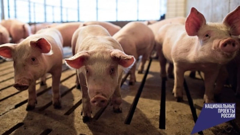 Нацпроект поможет «Сахалинскому бекону» повысить эффективность производства