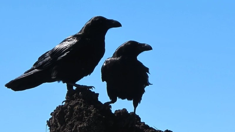 В Южно-Сахалинске ворона пробила голову мужчине