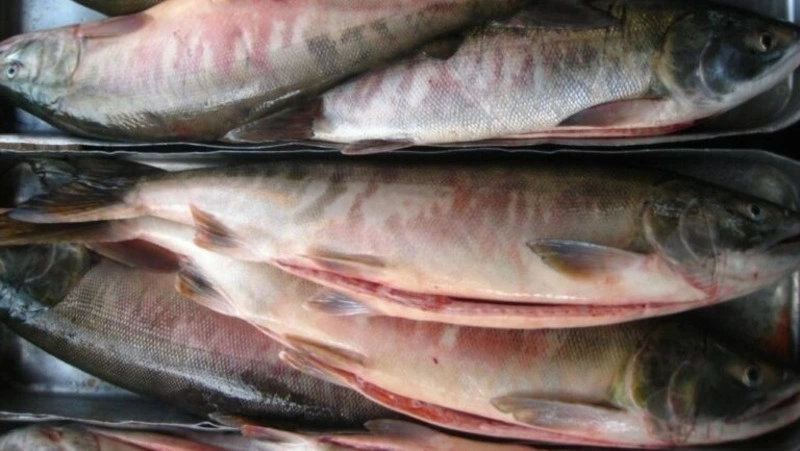 Свежую кету по низкой цене привезли в Южно-Сахалинск 9 сентября 