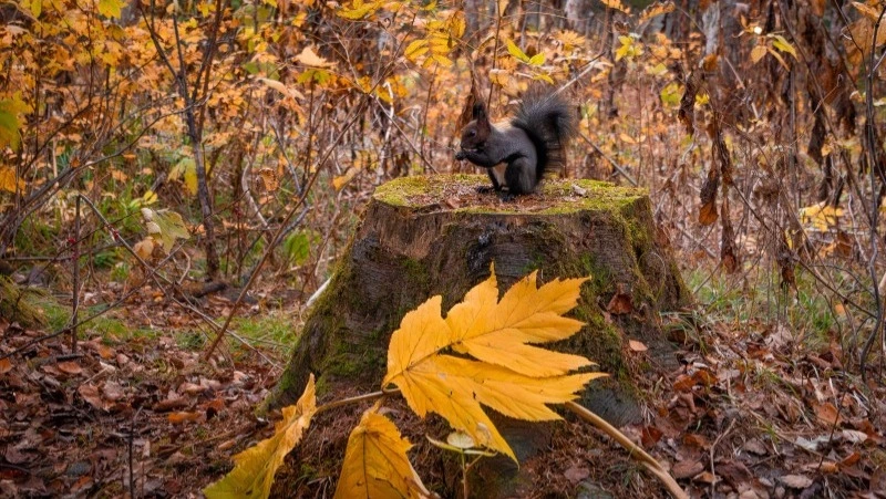 Высокое атмосферное давление и до –6 градусов ждет жителей Южно-Сахалинска 21 октября