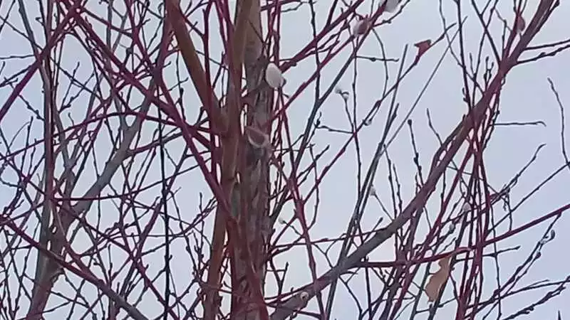 В Южно-Сахалинске на деревьях раньше срока распускаются почки