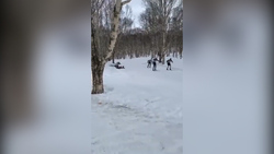 Сахалинский лыжник врезался в дерево на марафоне на Камчатке