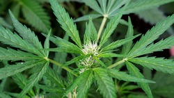 Житель Сахалина выращивал на участке коноплю и хранил три пакета марихуаны