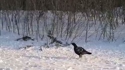 «Птица привыкла к людям»: охотники засняли дикого глухаря на видео в Охинском районе