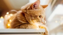 На семи улицах отключат электричество из-за ремонта в Южно-Сахалинске 27 февраля