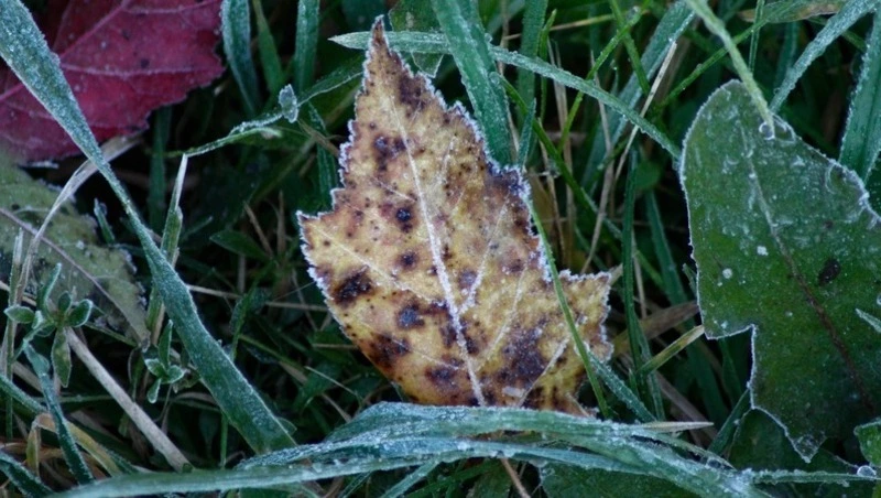 Заморозки наступят в Сахалинской области после 8 октября
